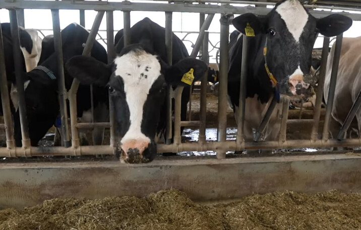 В Україні будують роботизовані ферми: як вони працюють